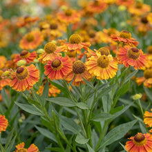 Load image into Gallery viewer, OpenPlantData Helenium Fuego