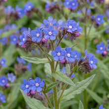 Load image into Gallery viewer, OpenPlantData Anchusa Loddon Royalist