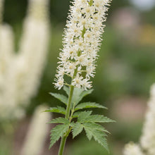 Load image into Gallery viewer, OpenPlantData Actaea racemosa
