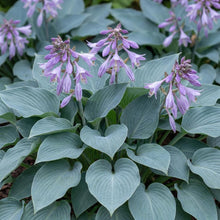 Load image into Gallery viewer, OpenPlantData Hosta Blue Cadet