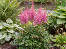 Load image into Gallery viewer, OpenPlantData Astilbe J Elisabeth Van Veen