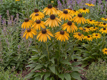Load image into Gallery viewer, OpenPlantData Rudbeckia American Gold Rush