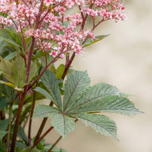 Load image into Gallery viewer, OpenPlantData Rodgersia pinnata Superba