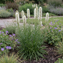 Load image into Gallery viewer, OpenPlantData Liatris Spicata Alba