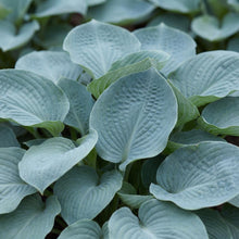 Load image into Gallery viewer, OpenPlantData Hosta Abiqua Drinking Gourd