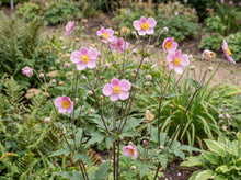 Load image into Gallery viewer, OpenPlantData Anemone Hupehensis Pamina