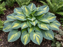 Load image into Gallery viewer, OpenPlantData Hosta Smash Hit