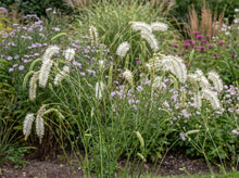 Load image into Gallery viewer, OpenPlantData Sanguisorba tenuifolia var. alba Korean Snow