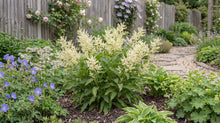 Load image into Gallery viewer, OpenPlantData Koenigia alpina