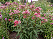 Load image into Gallery viewer, OpenPlantData Asclepias Incarnata Soulmate