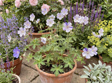 Load image into Gallery viewer, OpenPlantData Geranium pratense Delft Blue