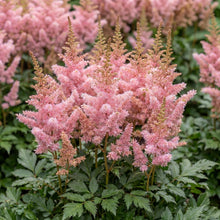 Load image into Gallery viewer, OpenPlantData Astilbe Satin Pearls