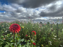 Load image into Gallery viewer, Brown Sugar Tuber