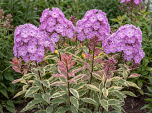 Load image into Gallery viewer, OpenPlantData Phlox paniculata Olympus