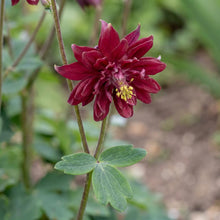 Load image into Gallery viewer, OpenPlantData Aquilegia vulgaris var. stellata Ruby Port