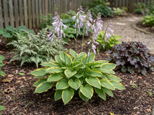 Load image into Gallery viewer, OpenPlantData Hosta Golden Tiara