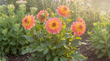 Load image into Gallery viewer, OpenPlantData Dahlia Firepot