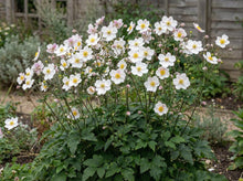 Load image into Gallery viewer, OpenPlantData Anemone Honorine Jobert