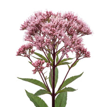 Load image into Gallery viewer, OpenPlantData Eupatorium Maculatum Gateway