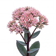 Load image into Gallery viewer, OpenPlantData Hylotelephium Matrona