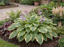 Load image into Gallery viewer, OpenPlantData Hosta Wide Brim