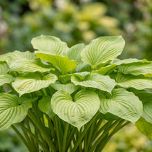 Load image into Gallery viewer, OpenPlantData Hosta Sum and Substance