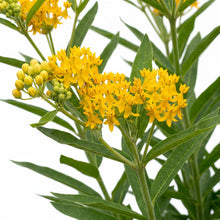 Load image into Gallery viewer, OpenPlantData Asclepias tuberosa Hello Yellow
