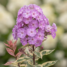Load image into Gallery viewer, OpenPlantData Phlox paniculata Olympus