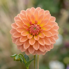 Load image into Gallery viewer, OpenPlantData Dahlia Summer Sunset