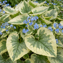 Load image into Gallery viewer, OpenPlantData Brunnera Hadspen Cream