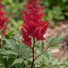 Load image into Gallery viewer, OpenPlantData Astilbe Vision Vulcano
