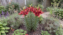 Load image into Gallery viewer, OpenPlantData Lilium Salinero