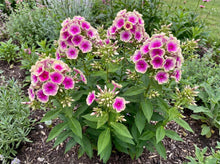 Load image into Gallery viewer, OpenPlantData Phlox Orchid Yellow