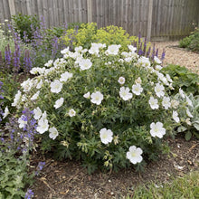 Load image into Gallery viewer, OpenPlantData Geranium Album