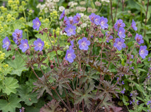 Load image into Gallery viewer, OpenPlantData Geranium Kaya