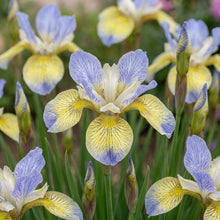 Load image into Gallery viewer, OpenPlantData Iris 'Tipped in Blue'