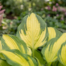 Load image into Gallery viewer, OpenPlantData Hosta Forbidden Fruit