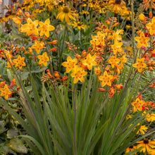 Load image into Gallery viewer, OpenPlantData Crocosmia × crocosmiiflora Harlequin