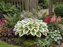Load image into Gallery viewer, OpenPlantData Hosta Patriot