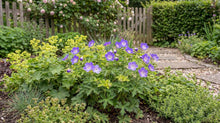 Load image into Gallery viewer, OpenPlantData Geranium Rozanne