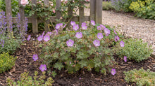 Load image into Gallery viewer, OpenPlantData Geranium Bloom Time