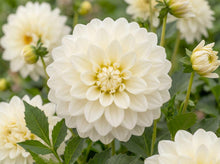 Load image into Gallery viewer, OpenPlantData Dahlia Bull's Pride