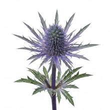 Load image into Gallery viewer, OpenPlantData Eryngium Bourgatii