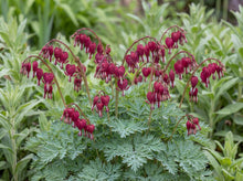Load image into Gallery viewer, OpenPlantData Dicentra formosa Bacchanal