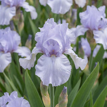 Load image into Gallery viewer, OpenPlantData Iris Blue Trill