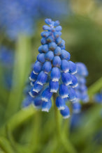 Load image into Gallery viewer, Muscari - Armeniacum 27732509