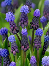 Load image into Gallery viewer, Muscari - Latifolium 39926306