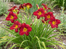 Load image into Gallery viewer, OpenPlantData Hemerocallis Chicago Apache