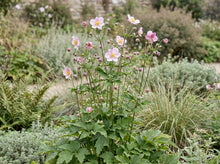 Load image into Gallery viewer, OpenPlantData Anemone tomentosa Robustissima