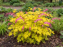 Load image into Gallery viewer, OpenPlantData Lamprocapnos spectabilis Yellow Leaf